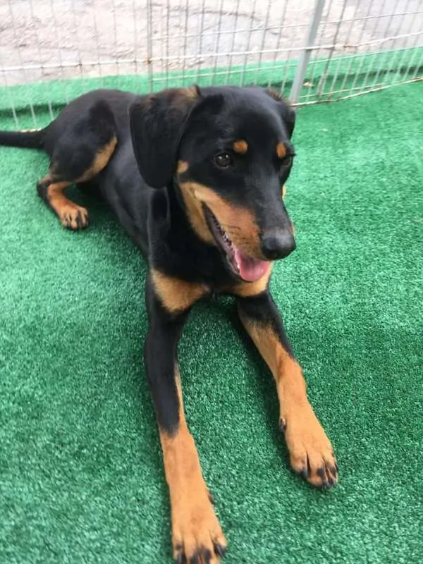 Cachorro ra a SRD idade 7 a 11 meses nome Luma