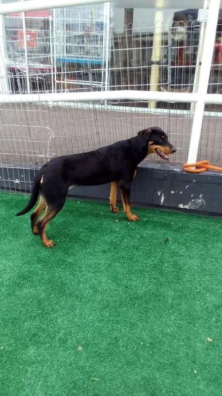 Cachorro ra a SRD idade 7 a 11 meses nome Luma