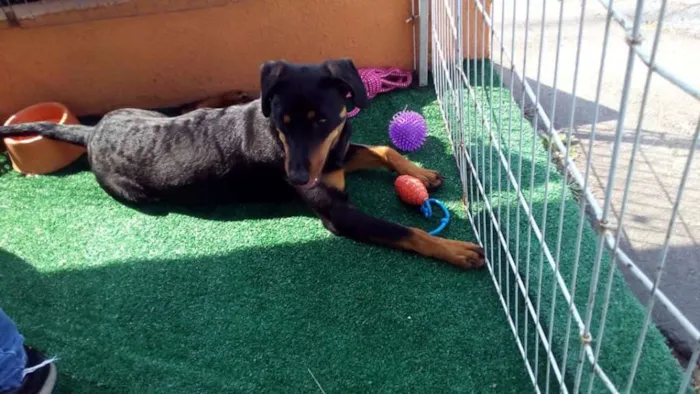 Cachorro ra a SRD idade 7 a 11 meses nome Luma