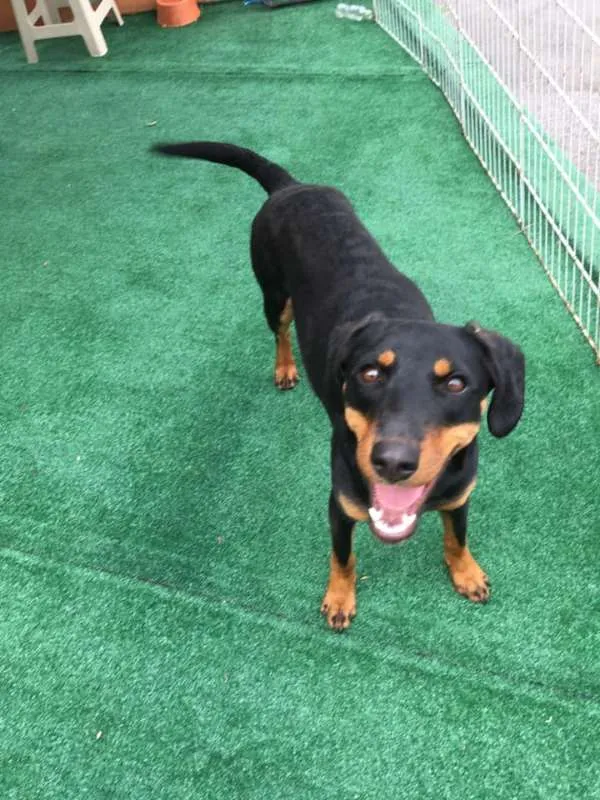 Cachorro ra a SRD idade 7 a 11 meses nome Luma