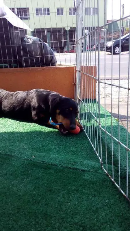 Cachorro ra a SRD idade 7 a 11 meses nome Luma