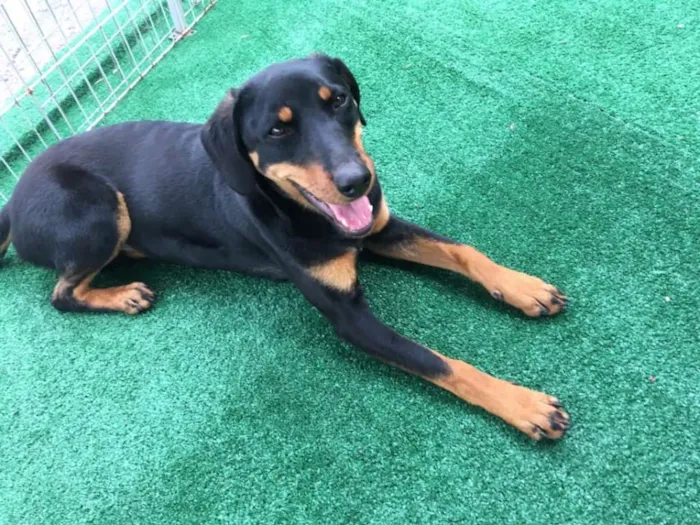 Cachorro ra a SRD idade 7 a 11 meses nome Luma