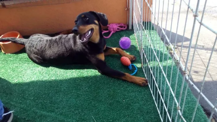 Cachorro ra a SRD idade 7 a 11 meses nome Luma