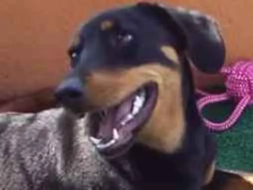 Cachorro ra a SRD idade 7 a 11 meses nome Luma
