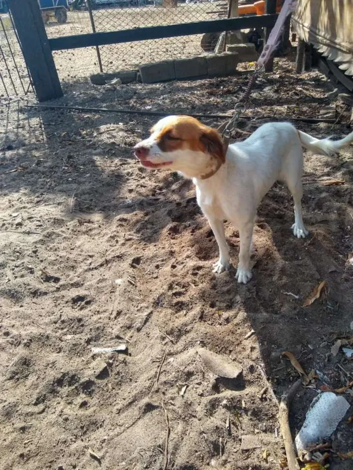 Cachorro raça Indefinida  idade 7 a 11 meses nome Bony ,Cleyd e Doly