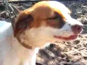 Cachorro raça Indefinida  idade 7 a 11 meses nome Bony ,Cleyd e Doly