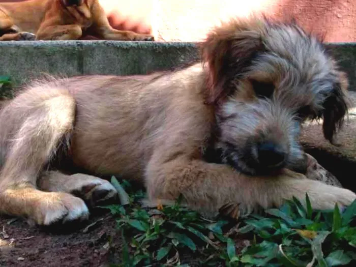 Cachorro ra a Viralata idade 2 a 6 meses nome Sem nome