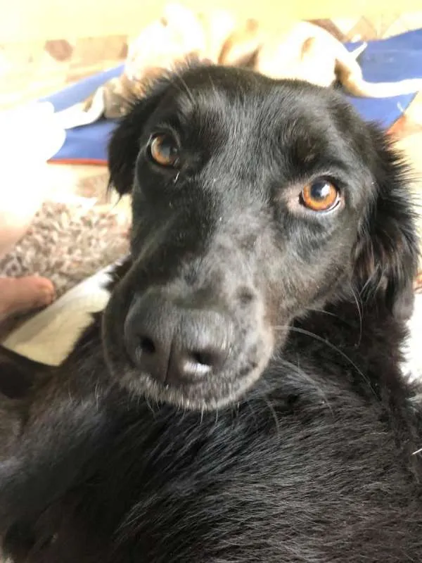 Cachorro ra a Vira Lata idade 1 ano nome Amora