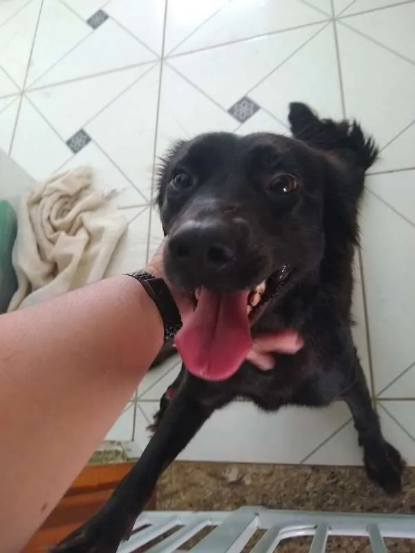 Cachorro ra a Vira Lata idade 1 ano nome Amora