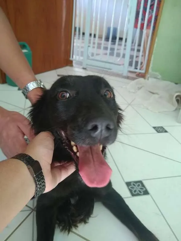 Cachorro ra a Vira Lata idade 1 ano nome Amora
