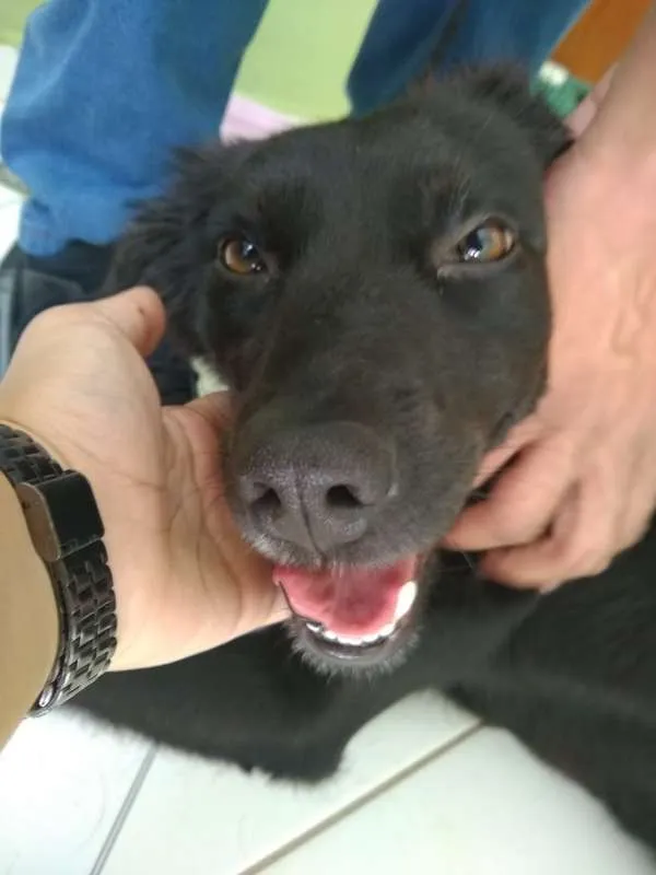 Cachorro ra a Vira Lata idade 1 ano nome Amora