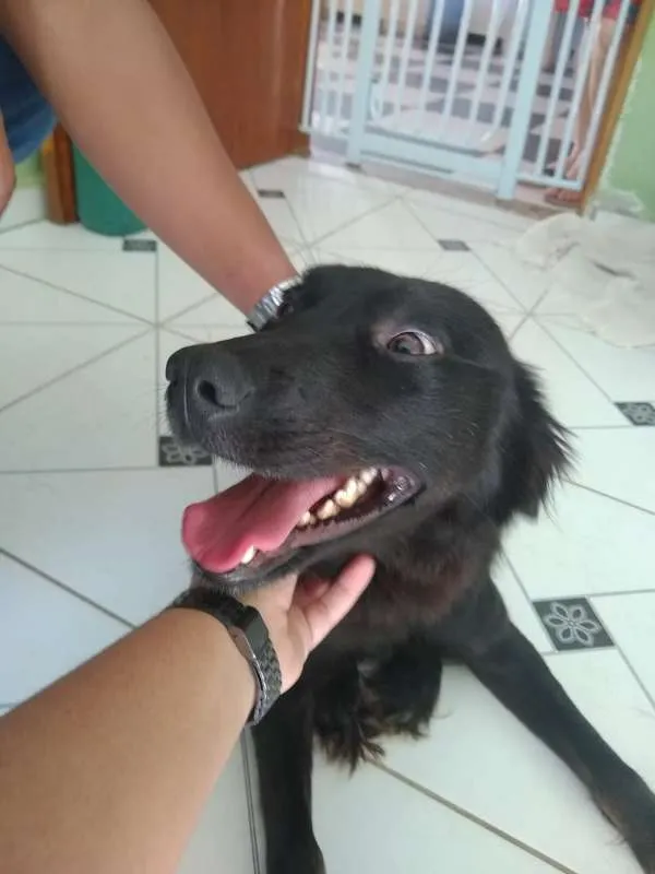 Cachorro ra a Vira Lata idade 1 ano nome Amora