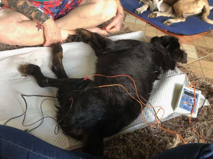 Cachorro ra a Vira Lata idade 1 ano nome Amora