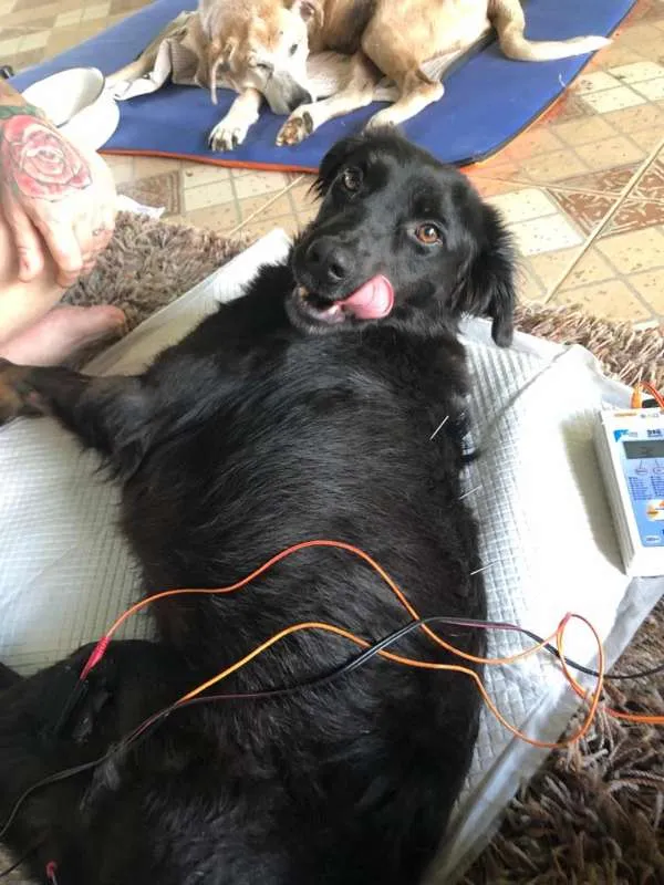 Cachorro ra a Vira Lata idade 1 ano nome Amora