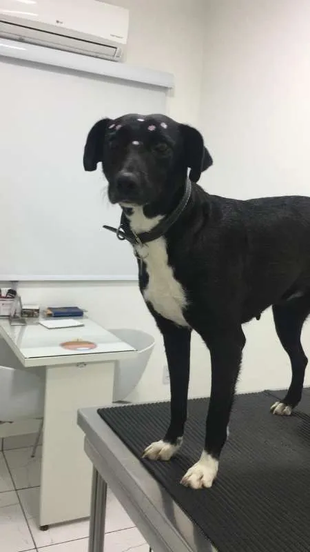 Cachorro ra a Vira Lata idade 2 anos nome Tina