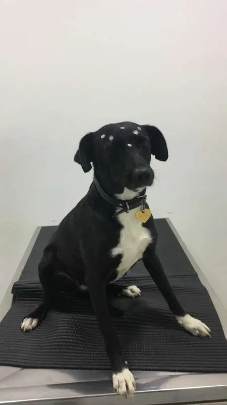 Cachorro ra a Vira Lata idade 2 anos nome Tina