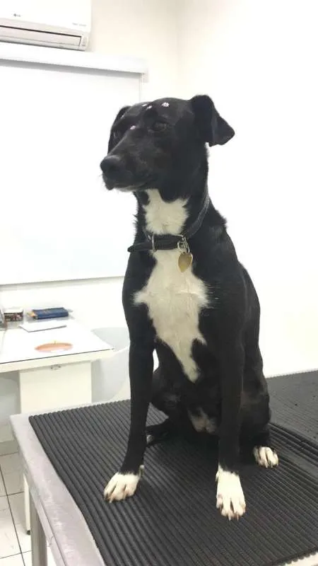 Cachorro ra a Vira Lata idade 2 anos nome Tina