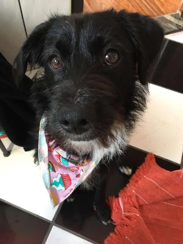 Cachorro ra a Vira Lata idade 7 a 11 meses nome Lara
