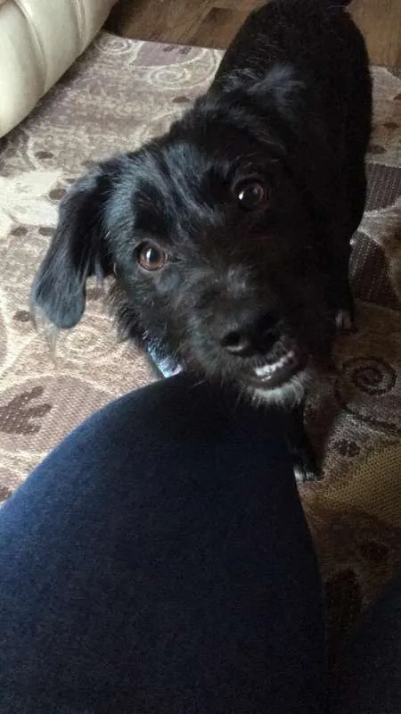 Cachorro ra a Vira Lata idade 7 a 11 meses nome Lara