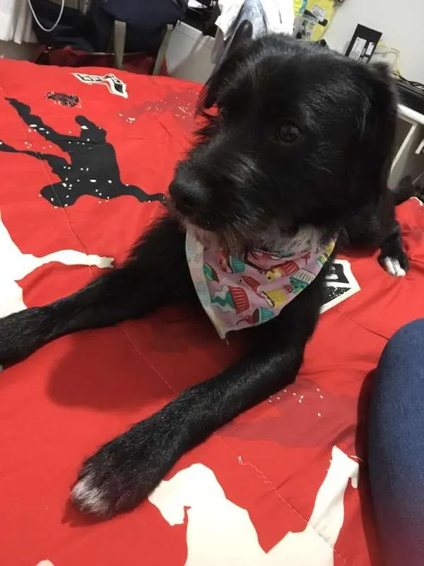Cachorro ra a Vira Lata idade 7 a 11 meses nome Lara