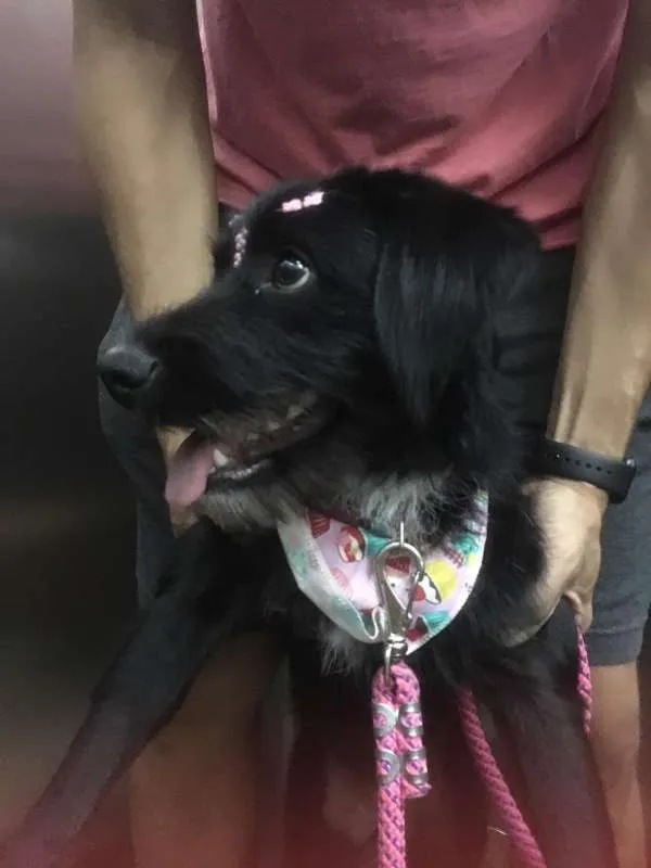 Cachorro ra a Vira Lata idade 7 a 11 meses nome Lara