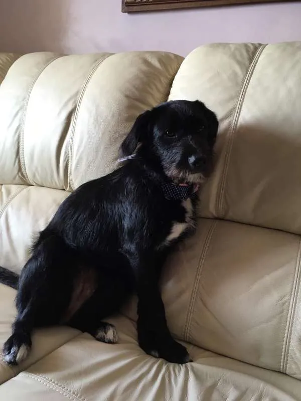 Cachorro ra a Vira Lata idade 7 a 11 meses nome Lara