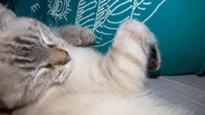 Gato raça Siamês idade 2 a 6 meses nome Bela, Felícia, cici