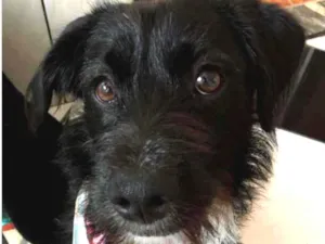 Cachorro raça Vira Lata idade 7 a 11 meses nome Lara
