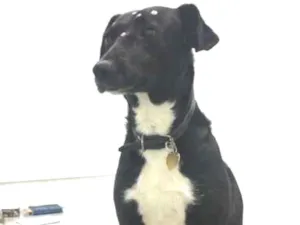 Cachorro raça Vira Lata idade 2 anos nome Tina