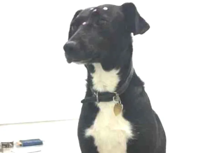 Cachorro ra a Vira Lata idade 2 anos nome Tina