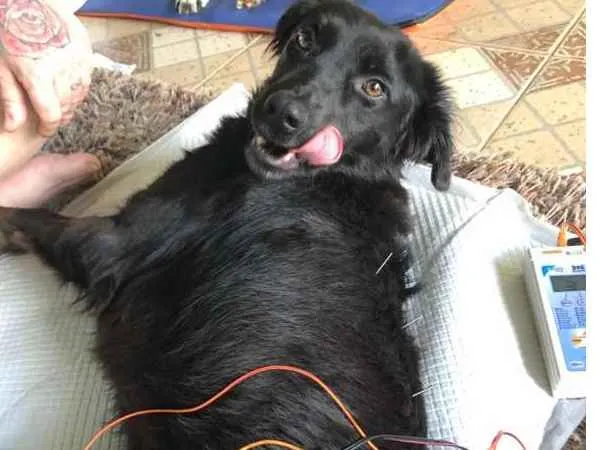Cachorro ra a Vira Lata idade 1 ano nome Amora
