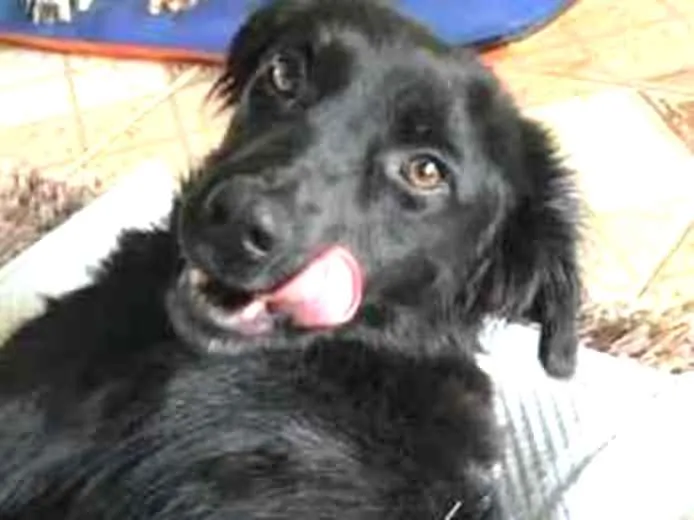 Cachorro ra a Vira Lata idade 1 ano nome Amora