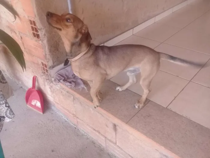 Cachorro ra a Vira lata idade 1 ano nome Nina