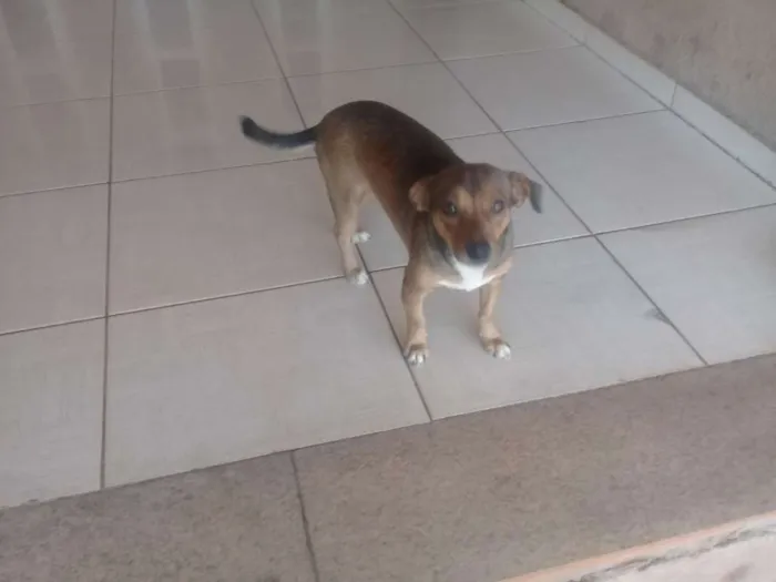 Cachorro ra a Vira lata idade 1 ano nome Nina