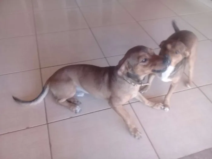 Cachorro ra a Vira lata idade 1 ano nome Nina