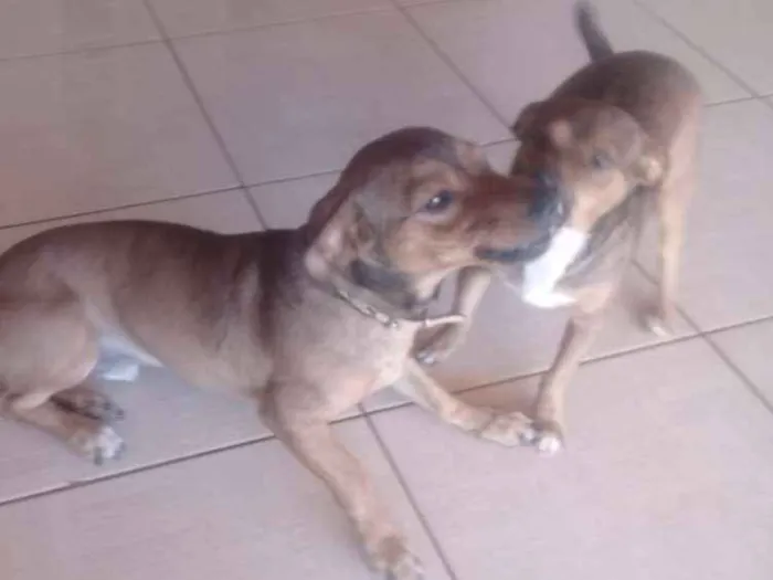 Cachorro ra a Vira lata idade 1 ano nome Nina