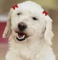 Jully Pequena