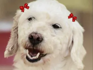 Cachorro raça  idade 6 ou mais anos nome Jully Pequena