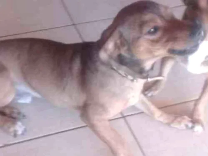 Cachorro ra a Vira lata idade 1 ano nome Nina