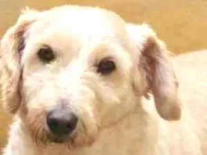 Cachorro raça  idade 5 anos nome Snoopy