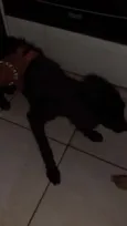 Nina,Kiara e Scoob