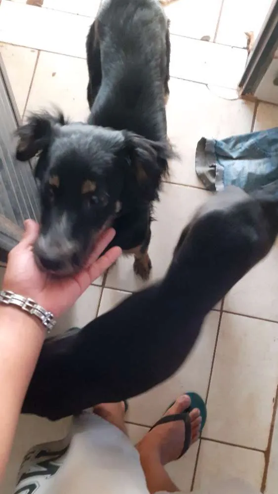 Cachorro ra a Vira-lata idade 2 anos nome Nina,Kiara e Scoob