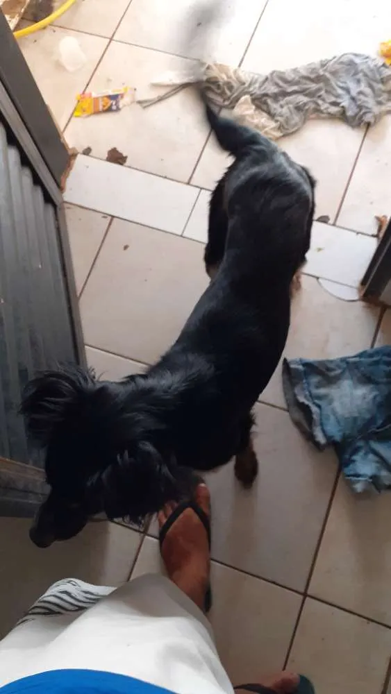 Cachorro ra a Vira-lata idade 2 anos nome Nina,Kiara e Scoob