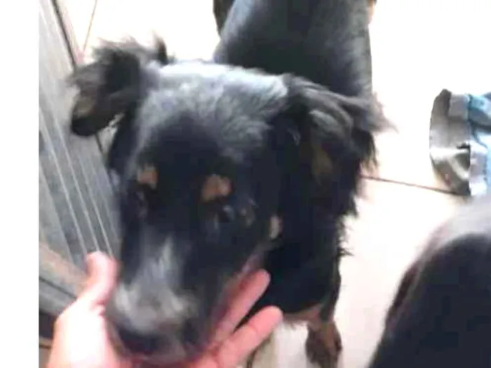 Cachorro ra a Vira-lata idade 2 anos nome Nina,Kiara e Scoob