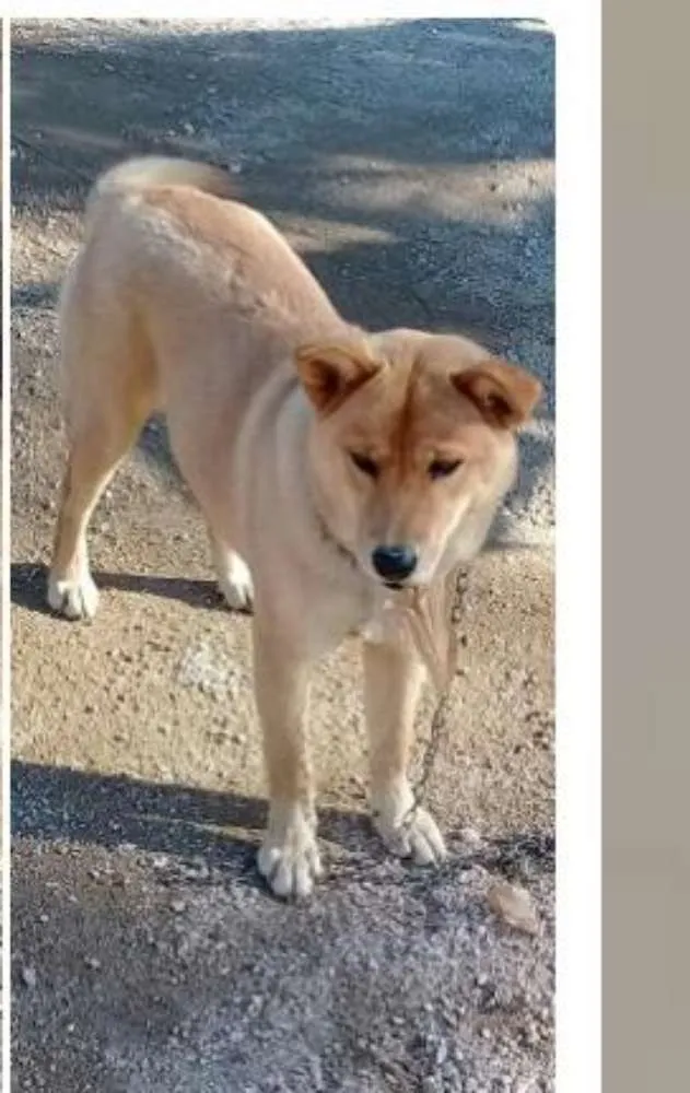 Cachorro raça Chowxhow com pastor alemão idade 2 anos nome Aika