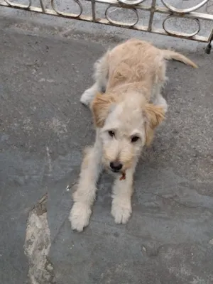 Cachorro raça Mistura de Poodle com SRD idade 2 a 6 meses nome Thor