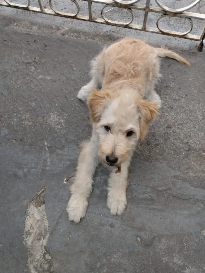Cachorro ra a Mistura de Poodle com SRD idade 2 a 6 meses nome Thor