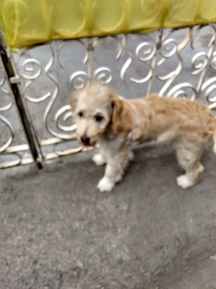 Cachorro ra a Mistura de Poodle com SRD idade 2 a 6 meses nome Thor