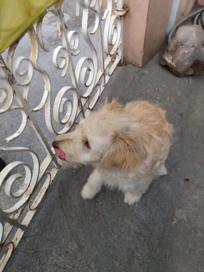 Cachorro ra a Mistura de Poodle com SRD idade 2 a 6 meses nome Thor