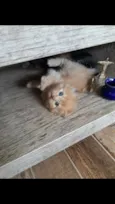 Simba